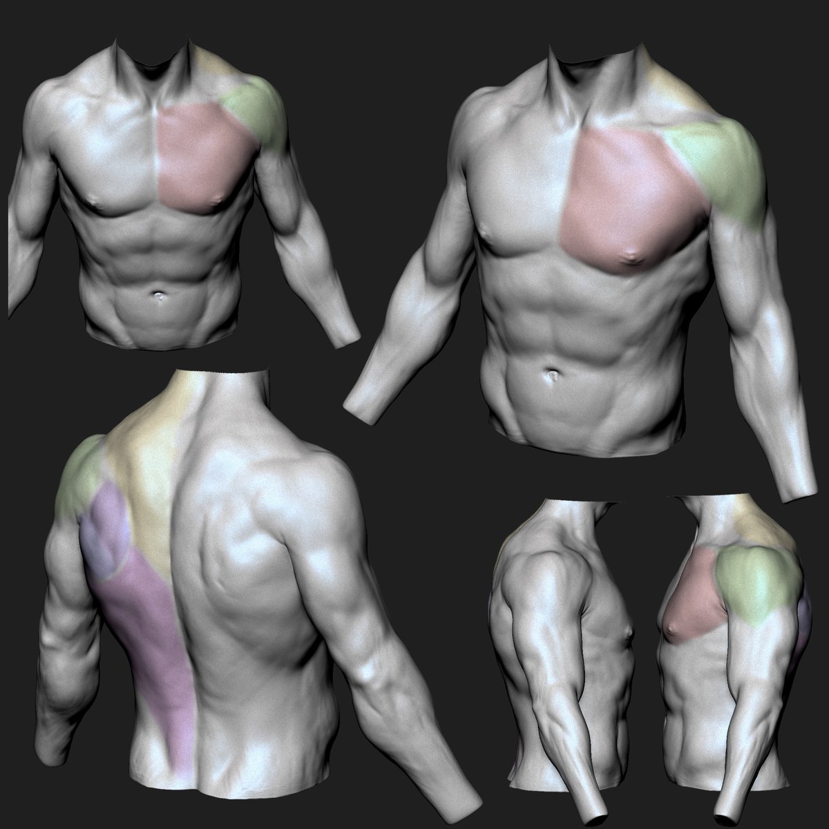 sherif_a_dawoud's tweet photo. torso anatomy in different poses. sculpted in zbrush https://t.co/ixh04A00Gs