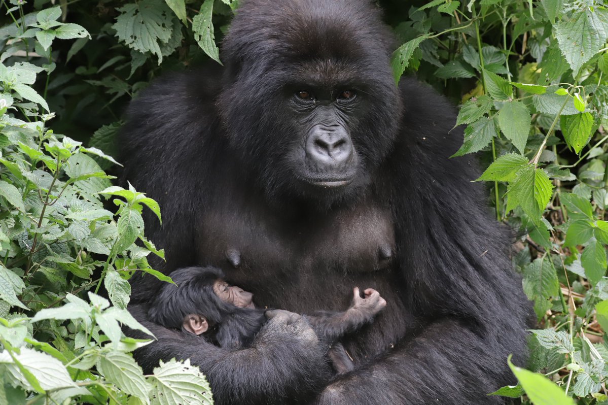 gorillacd's tweet photo. Good news from the field this World Gorilla Day: our community trackers and monitoring teams have recorded two new mountain gorilla births in Virunga National Park.⁠
⁠
Nvunabandi of the Masibo family welcomed a baby boy, bringing the group to 16 members. Kabila of the Nyakamwe family also gave birth to a male, and her family now numbers 18.⁠
⁠
That's 15 births in the Mikeno sector since January, a sign that protection is working, thanks to the teams on the ground.⁠
⁠
Have a question about our mountain gorilla families? Ask our field team in the comments.⁠

📸 (1) Nvunabandi and her baby © Virunga National Park
📸 (2) Kabila and her baby © Virunga National Park⁠

#WorldGorillaDay #GorillaConservation #DRC