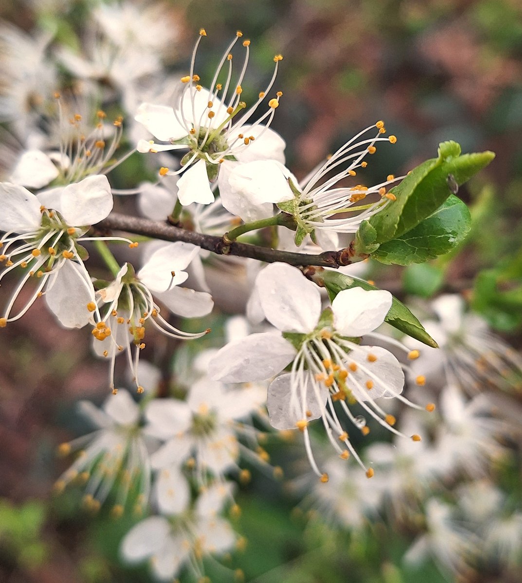 andreasnohsia's tweet photo. Save Bees Save Trees Save Flowers Save Earth 
💐🌸🌹🌺🌻🌼🌷💮🏵️🌎🌍🌏
#FridaysForFuture #ClimateStrikeOnline #ClimateStrike
#DigitalStrike #NetzstreikFürsKlima #SaveCongoRainforest
@Fridays4future fff_digital @SaveCongoForest https://t.co/bXnNwhHgec