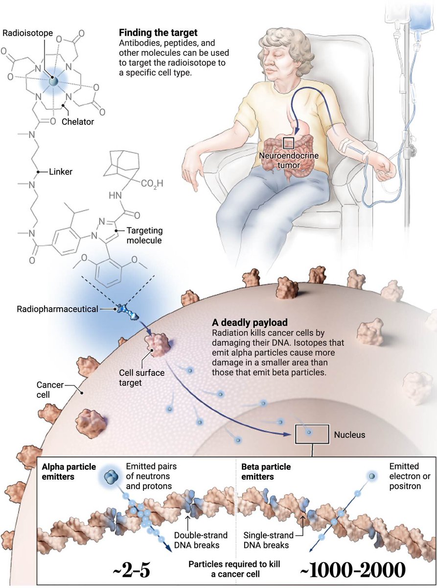 An illustration shows how antibodies, peptides, and other molecules can be used to target the radioisotope to a specific type of cancer cell, which it kills by damaging its DNA. Alpha particle emitters affect a smaller number of cells (5 to 10 per particle) but do more damage, causing double-strand DNA breaks, whereas beta emitter particles affect a wider area (75 to 100 cells per particle) but cause only single-strand DNA breaks.