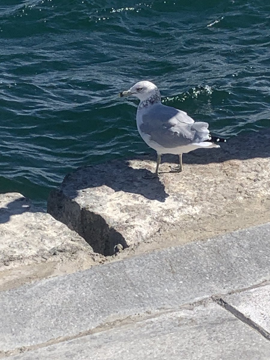 theestopertimes's tweet photo. BREAKING NEWS:

THE DEEP FERO STATE HAS PLANTED FLOCK BIRDS TO SPY ON INNOCENT PIERGOERS, WHEN WILL THE MADNESS END? #NEWAGEWEBTECHNOW #DESTROYTHEDEEPSTATE https://t.co/Uh2bM29h3w