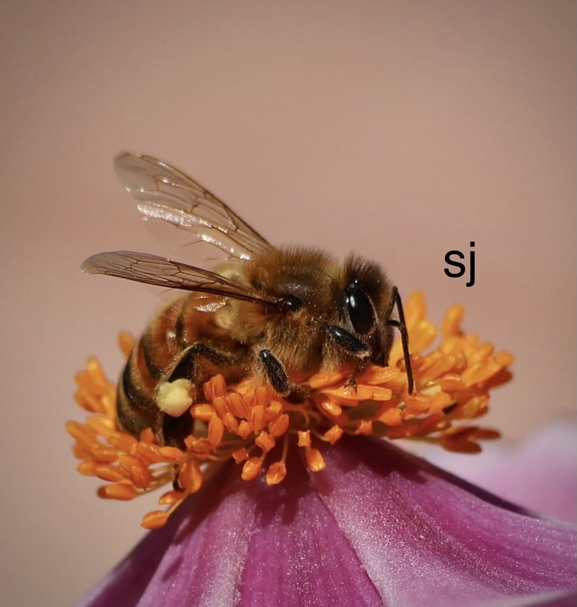 SandraBeeKind's tweet photo. A gentle landing
Let us be grateful
for the bees and fireflies,
small wonders
that keep the world
blooming and glowing,
our tiny guardians
of life and light.
Bhuwan Thapaliya
#NatureIsArt
#SaveTheBees
#NaturePhotography
#NatureBeauty
#Bees https://t.co/cgTpgVIcOS