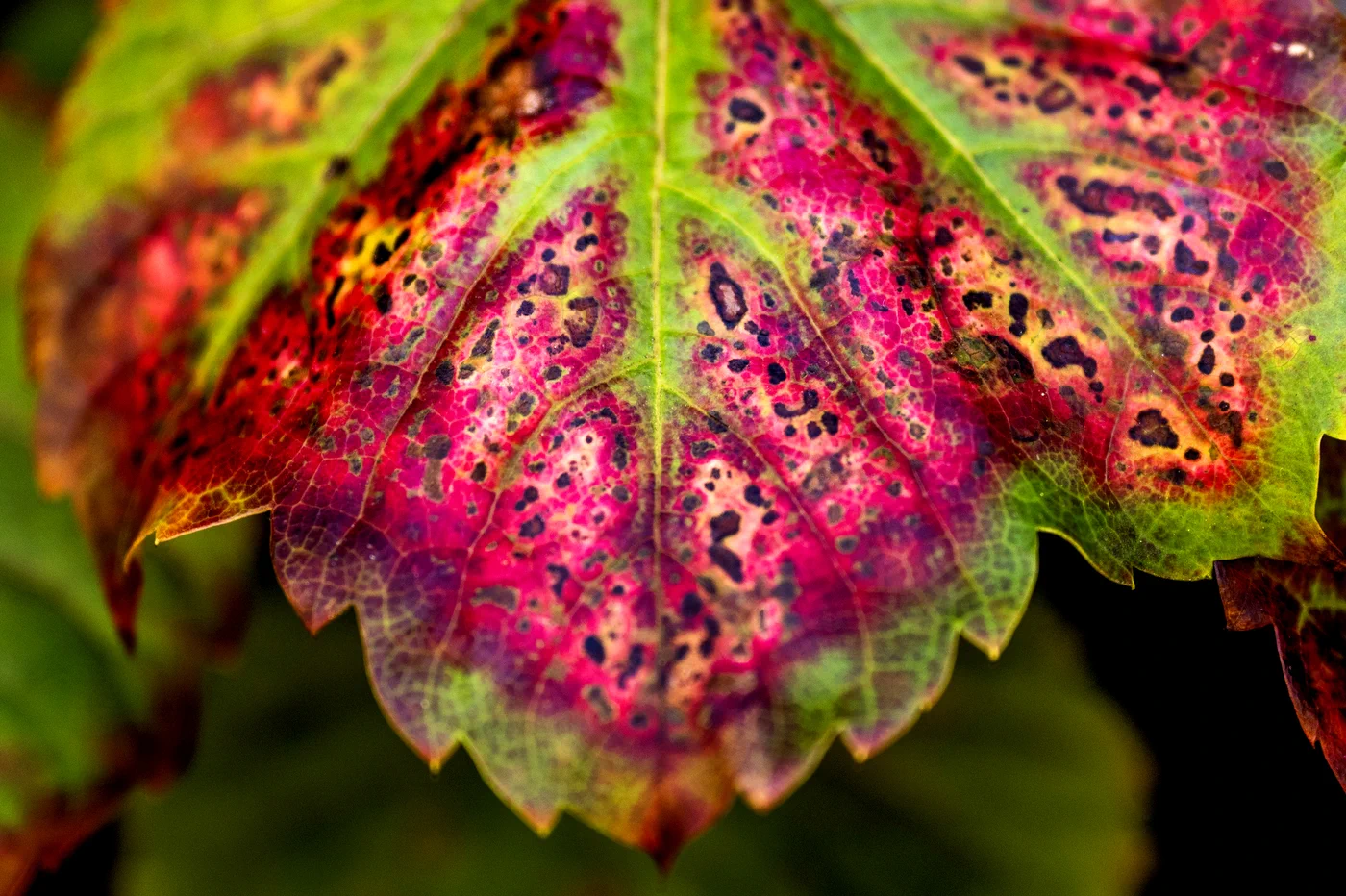 Close-up of a leaf featuring vibrant green, pink, red, and purple colors. The leaf has prominent veins, serrated edges, and dark, mottled patterns across its surface, especially in the brighter pink and red areas.