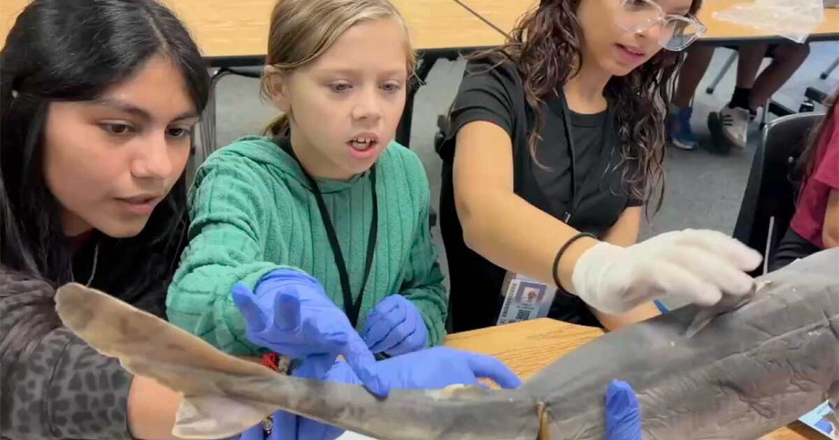 WPTV's tweet photo. Central Elementary students get hands-on learning about environment through Guy Harvey Conservation School 

>> Link in bio for story https://t.co/9hPlcshyAA
