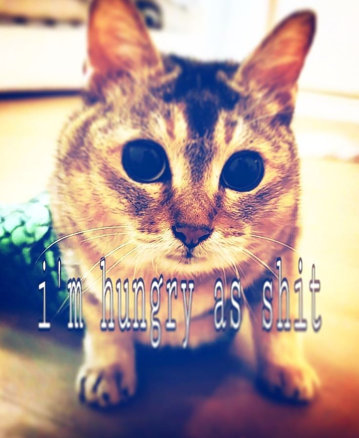 drunkestmiku's tweet photo. current mood https://t.co/Y6wViW81eE
