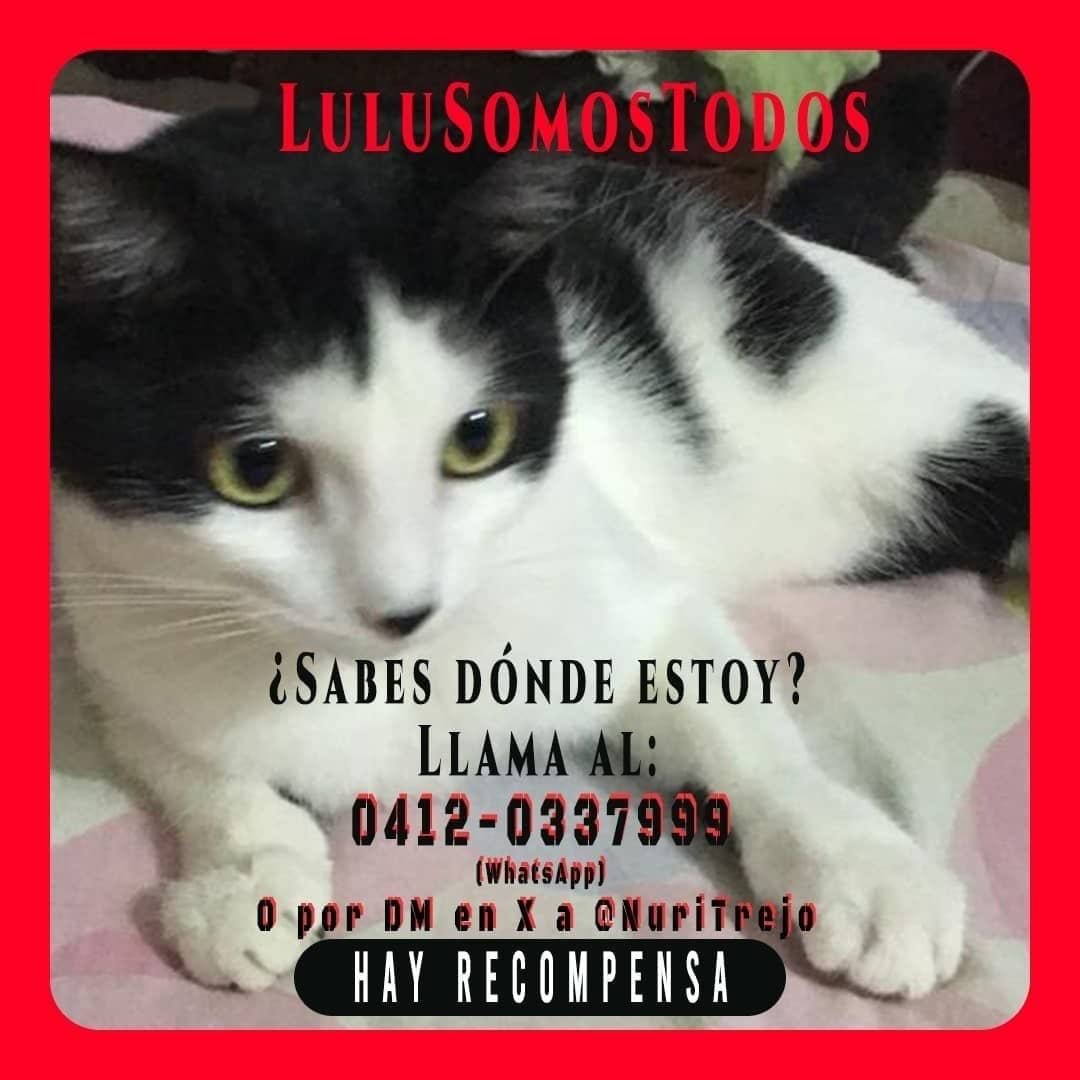 NuriTrejo's tweet photo. #24Sep. #SeBusca a Lulú. Información de contacto en la imagen. Safari #Carabobo (🇻🇪). Excelente Recompensa y nuestra gratitud. #EncuentraALulu.

#TodaVidaImporta. #Respeto #NoLosMaltrates
¡Lulú Somos Todos! https://t.co/zyi9kDKOjA