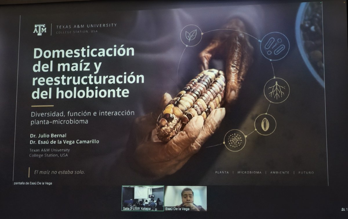 inbioteca's tweet photo. Segunda Conferencia Magistral: Domesticación del maíz y reestructuración del holobionte: diversidad, función e interacción planta-microbioma, impartida por el Dr. Julio Bernal y el Dr. Esaú de la Vega Camarillo, de la Texas A&amp;M University, College Station, USA https://t.co/bapd9yZUpf