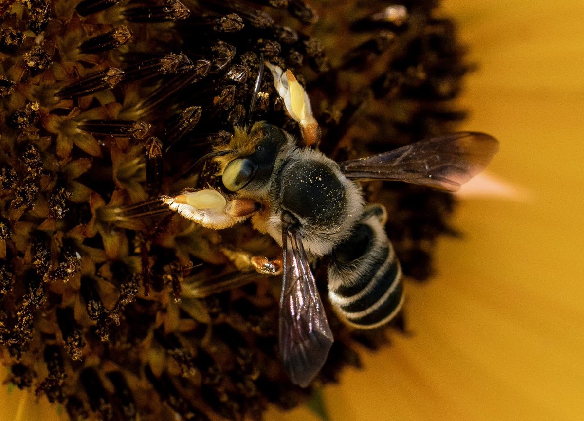 TheHolyHabibee's tweet photo. Look at those forelegs, they tell you two things: 1) this is a leafcutter bee (Megachile sp.) 2) this is a male leafcutter
3) (I lied) this is bee of the day #334,  M. policaris, which compliments the female that was described in #330. 

Being a boy, he lacks the pollen-collecting apparatus' of the fairer sex. His antennae is longer*, and the modified forelegs are for mating: he will grasp a female from above (or behind, or above and behind) and use his forelegs to cover her eyes**. Obscuring her vision in this manner informs her that it's 1) a male not a predator (a "male predator" does not exist in the bee world) 2) prevents her from flying off and rejecting the intercourse, thus increasing our boy's chance of successful insemination

Still, finding females is hard work, so he's stopped on a flower in the daisy family (Asteracaea) to refuel with nectar

*Over time, it becomes easier to distinguish the sexes based on the antennae size, it just "seems" slightly longer
**In some leafcutter species, the forelegs contain glands producing sexual pheromones that the female finds enticing.... enticing enough for her to stay in the courtship

📷Leslie Miller, Oklahoma