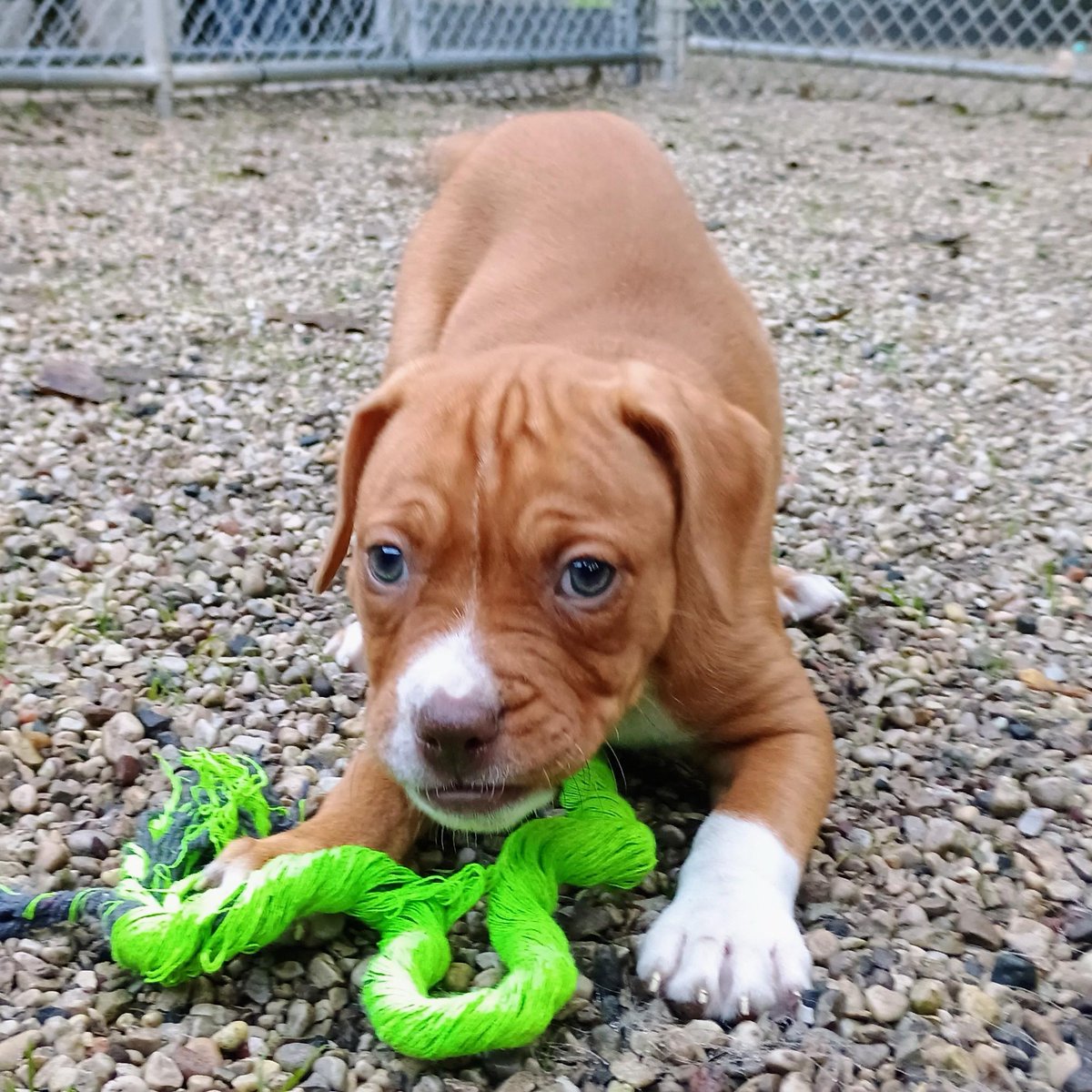 Rabes44's tweet photo. OK Fan Nation, meet Neptune. She is 8 weeks old, weighs 8 pounds, and is available for adoption today @WiscHumane starting at 2pm. I mean, look at that face! How can you resist?! Neptune is spayed, vaccinated, and microchipped and ready for a new home! https://t.co/dXPbzI9q60