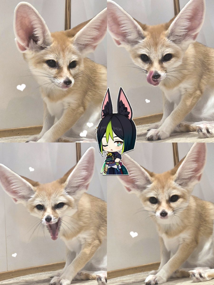 tag12_29's tweet photo. フェネック本気部🦊🐾
見た目に反して意外と野性味が強いところや小さな身体に似合わない鋭さ、俊敏そうな身のこなしが本当にティナリくんそのものだった(っω ; )♡
そしてとてつもなくかわいい https://t.co/1uBPOLCRJI