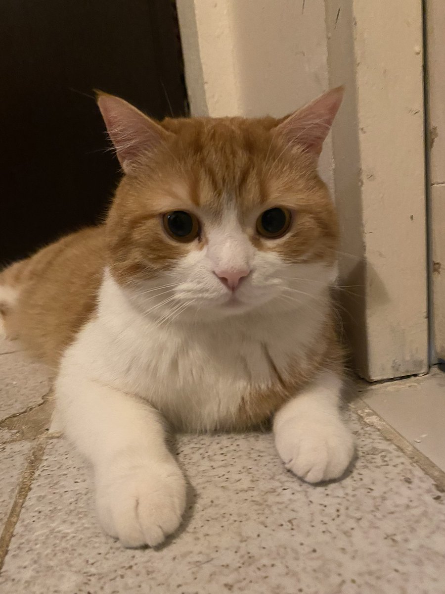 pikacusarigot's tweet photo. @sajavs len denesi kolay portekice nasıl örencem hakında fikrin var mı https://t.co/6jQSwr0Txi