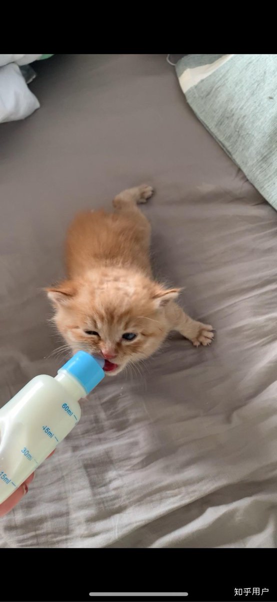 NoviMaulana1311's tweet photo. Watched my tiny furball turn into a silly, zooming chaos gremlin in 8 months—love this chaotic little best friend so much https://t.co/Ejm70owKcK