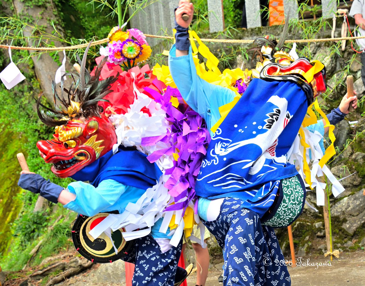 ShibazakuraC's tweet photo. 埼玉県横瀬町の芦ヶ久保の獅子舞（県指定無形民俗文化財）が8月16日の神社祭礼に全8庭が全て白鬚神社境内で8年ぶりに奉納。また雨除けのブルーシートが張られることなく奉納されたのは実に2009年以来17年ぶり。
十文字：「三頭の獅子がV字に立てられた竹を飛び越えたりしながら楽しそうに舞う。」 https://t.co/cd2N2tJvBc