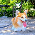 Photo by Kimchithecorgi (@kimchithecorgi)