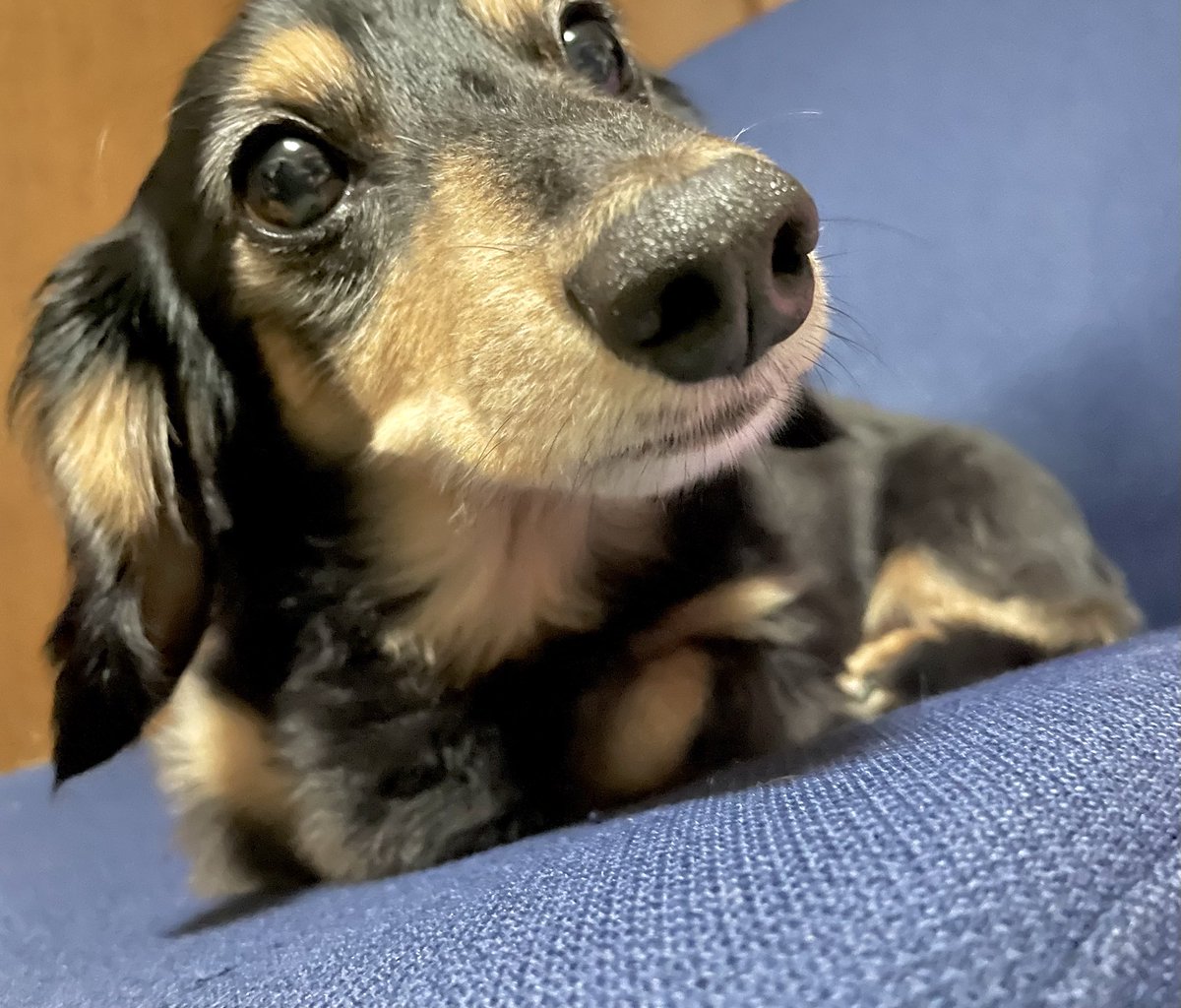 ooko_1014's tweet photo. 🐶 https://t.co/lM3bIPlA9q