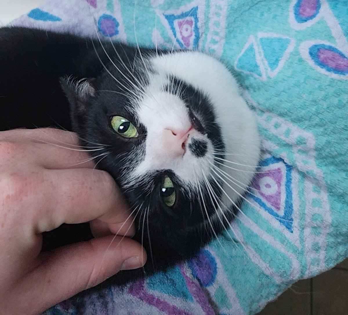 GingaRageGames's tweet photo. Forgive me if I dont post or upload a bunch for the next few days. Me and my wife are taking our baby Calypso to the vet for the 4th time in 3 months today. 

Im p sure she has a kidney infection but the vets just keep saying uti. Shes been peeing outside her litter box as well as peeing blood for 6 months now.