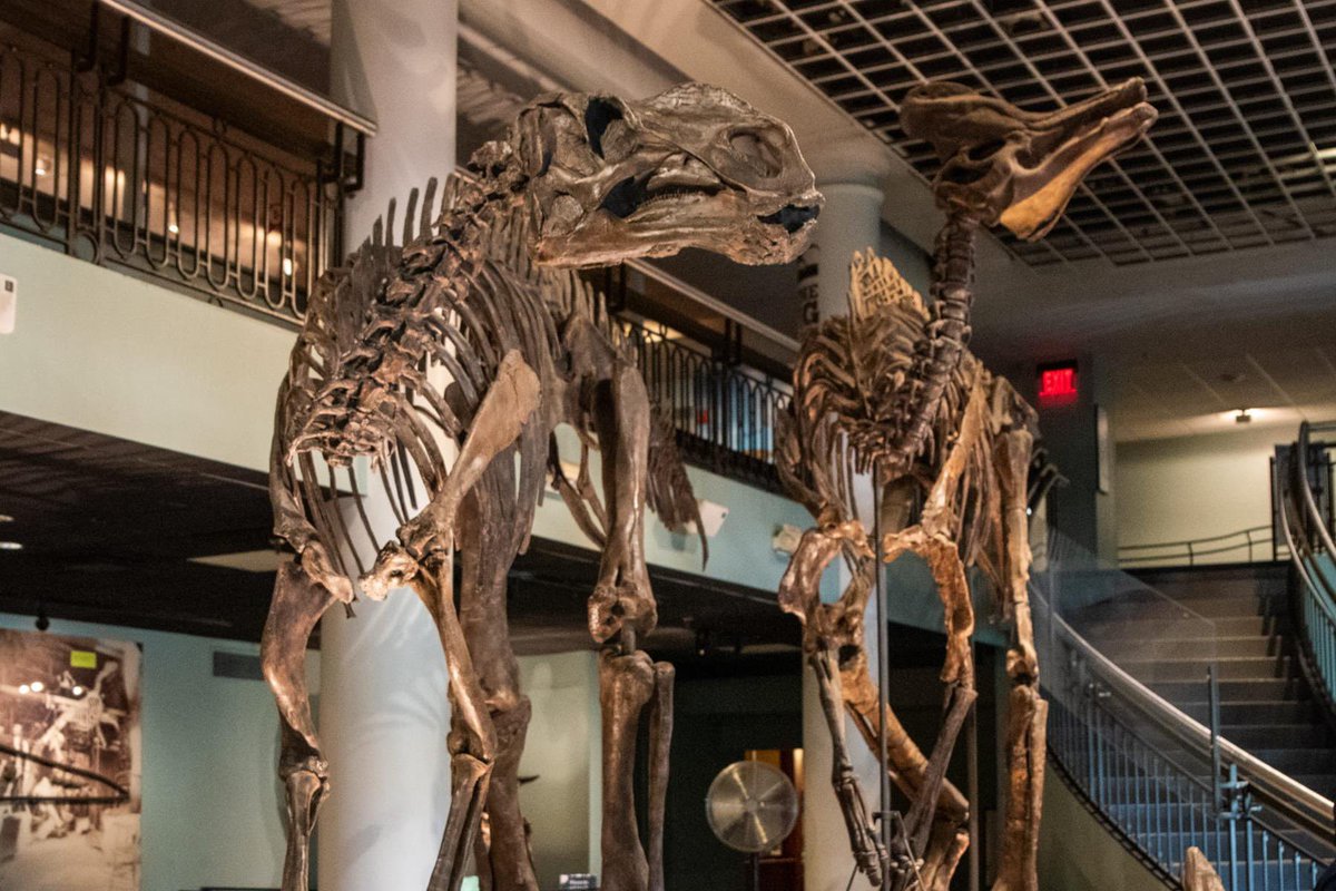 TM9380's tweet photo. This weekend is the final chance for folks to visit the Academy of Natural Sciences museum before its set closure date. Shame on @DrexelUniv for doing this. Science first, always! https://t.co/tu3XqylowU