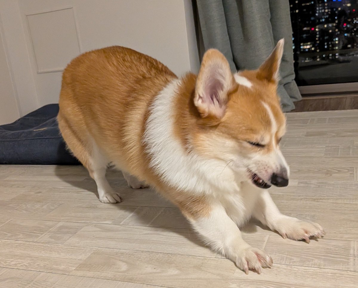 Maltinu_'s tweet photo. 伸びしてるときの、愛のかたまり https://t.co/hErvlbdUxU