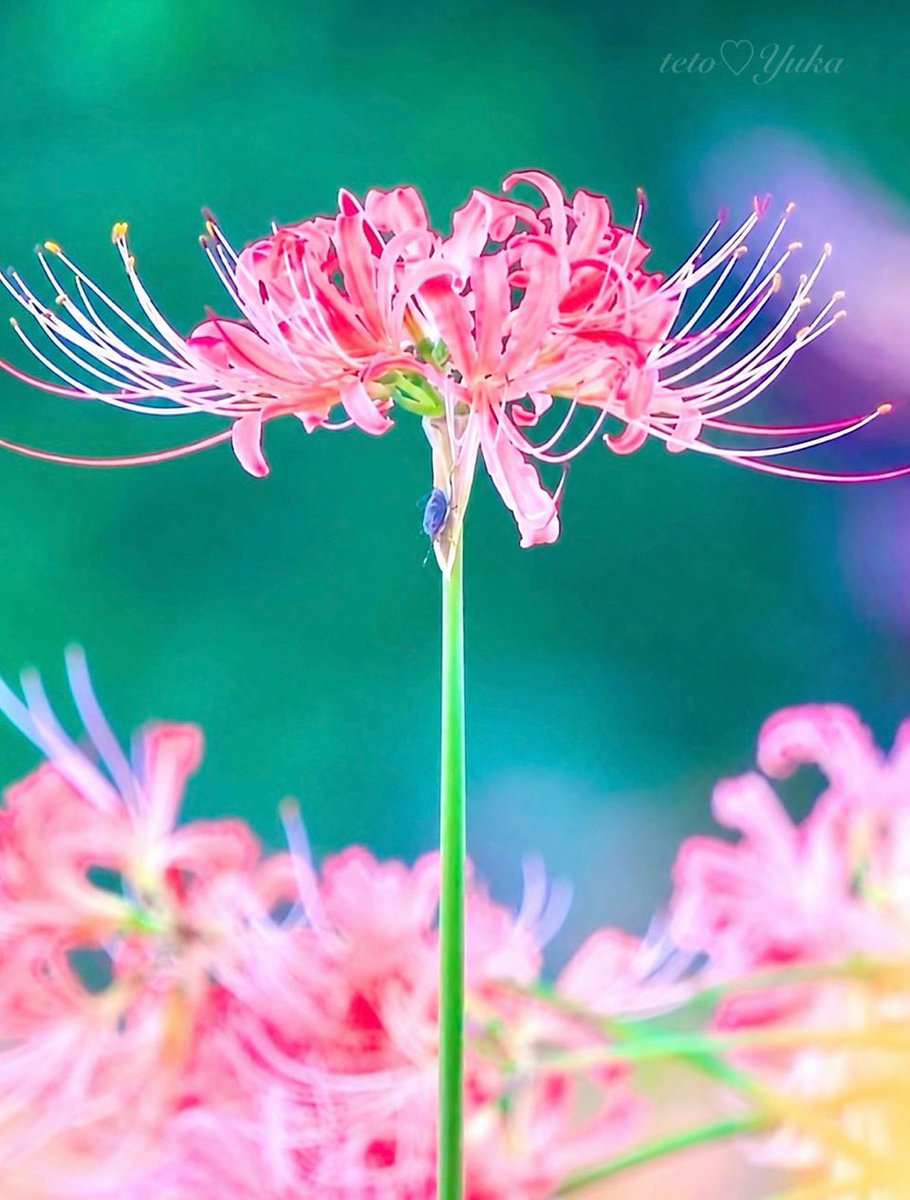 teto_yuka's tweet photo. ・
曼珠沙華のスーパーモデル現る
スーパーモデルにお客様ご来訪

#FlowerPhotography https://t.co/f1rKYhBIc1