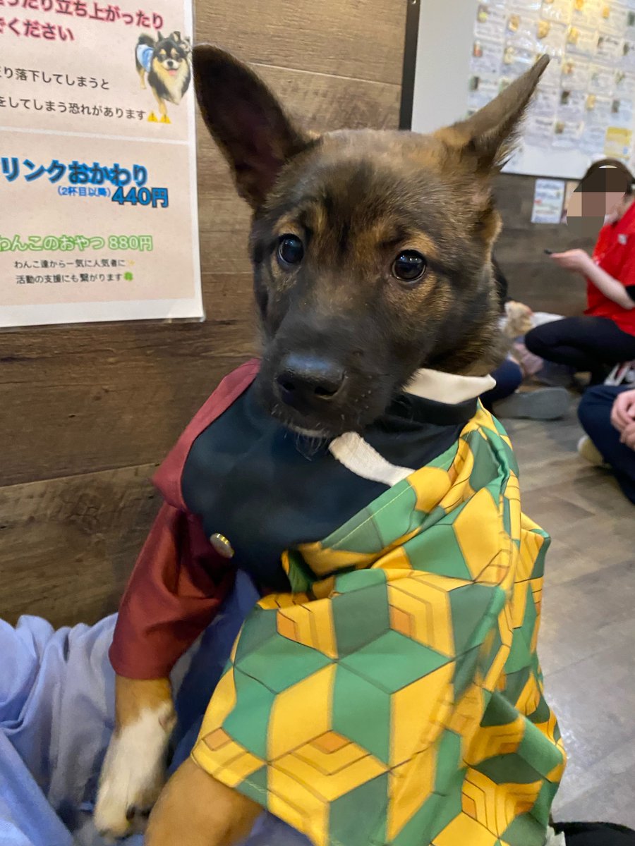 Biihyo's tweet photo. 保護犬カフェで全方位にビビっていたけど、なぜか寄ってきてくれて選んでくれた我が犬。 https://t.co/2uJzYkHgdl