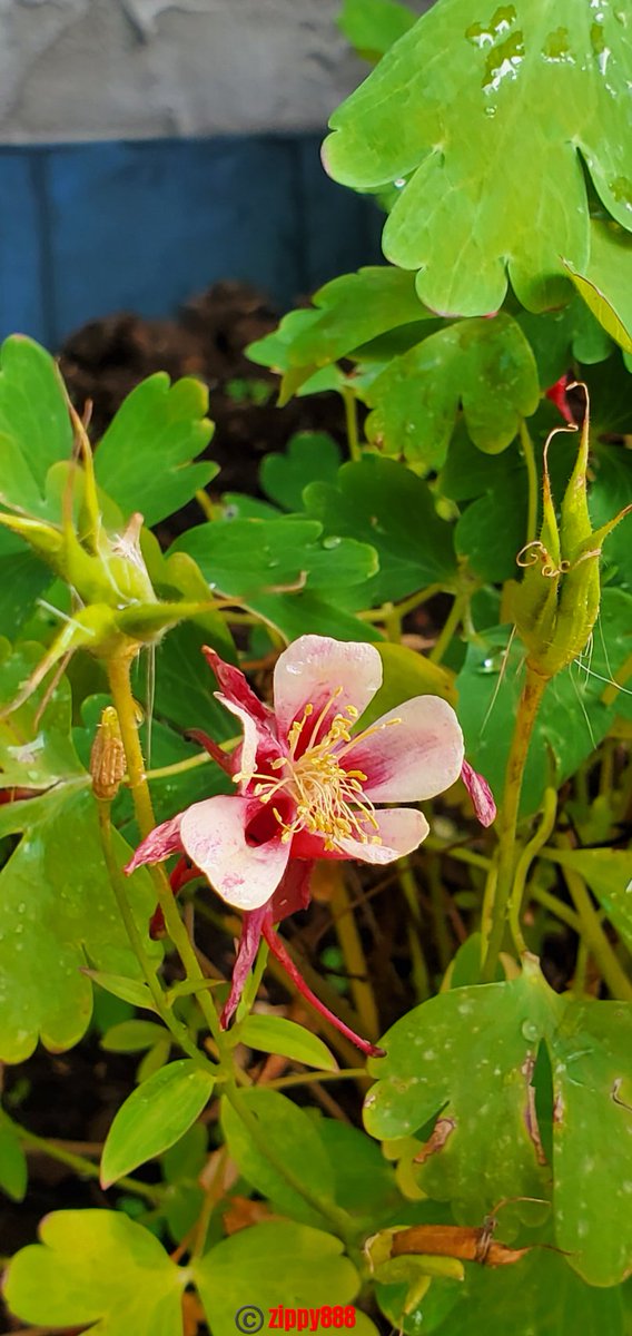 zzippy888's tweet photo. Happy Thursday! β€οΈπ€π
#Columbine #flower #myplant
#nature #photography #bloomscrolling #FlowersonX #FlowersOnThursday https://t.co/0Qjg9lI7HW