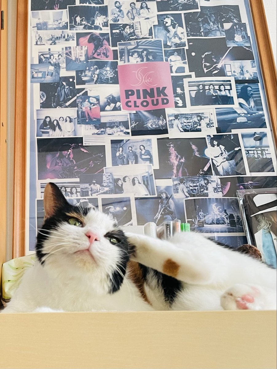 saya14379126's tweet photo. 可愛いな〜
#三毛猫 #保護猫 #親バカ #CatsAreFamily #PeaceForAll https://t.co/gzwjyydb5d