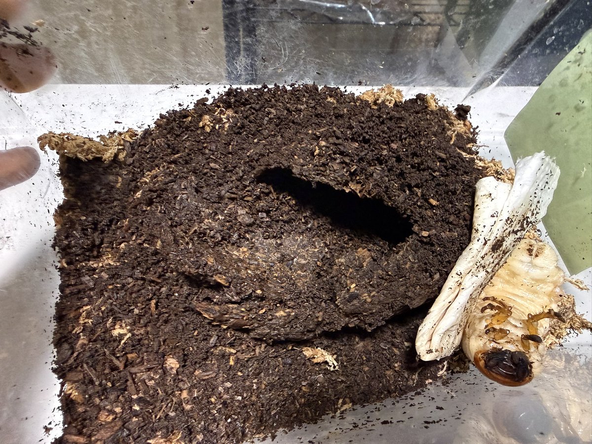 fullstackbeetle's tweet photo. とうとう繭玉がミミズによる分解が進み、幼虫が外に出てきてしまいました😢
顎が動くので前蛹にもなってません。
経験上こうなってしまってはもう完品羽化は厳しいですがこの様な物を使って足掻いてみます！

やらない後悔よりもやる後悔❗️

まぁボロボロにされて外に出てくるのがオチでしょうけど、 https://t.co/BsuqN378st