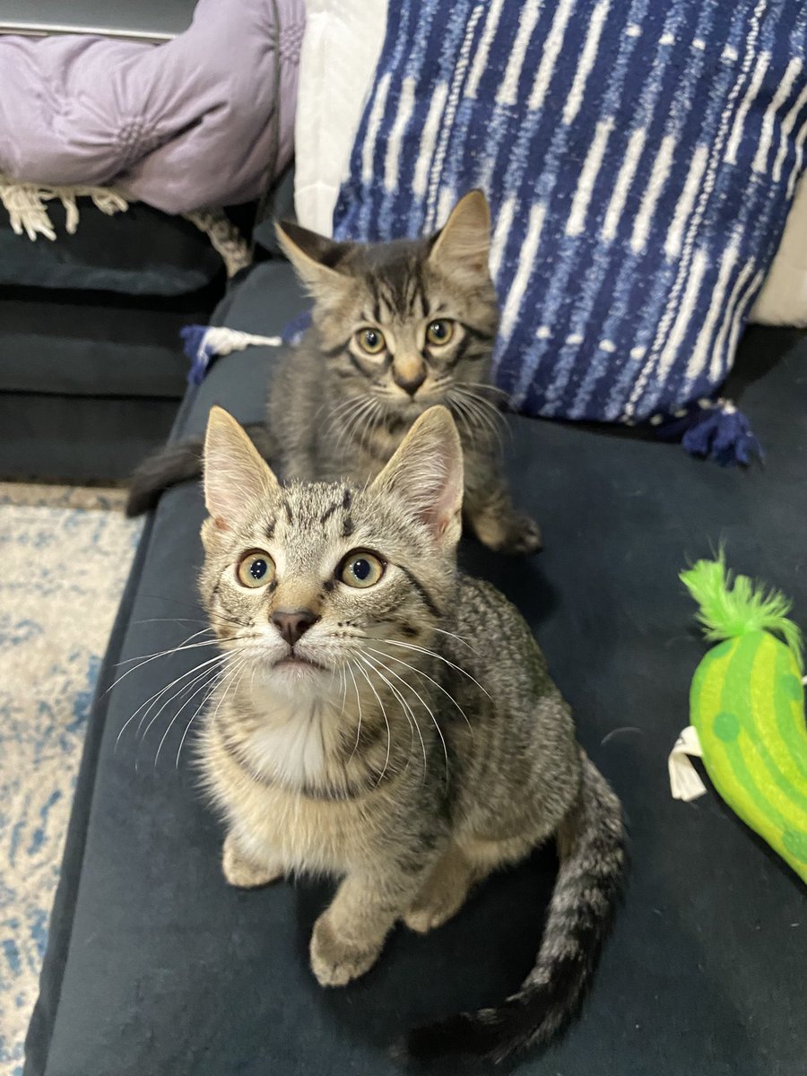 BrieandRingo's tweet photo. Technically, these 3.5 month old kittens are Ringo and Brie’s uncles! 
Darker kitty is Gus Gus, lighter is iggy! https://t.co/JPA6n3dhKy