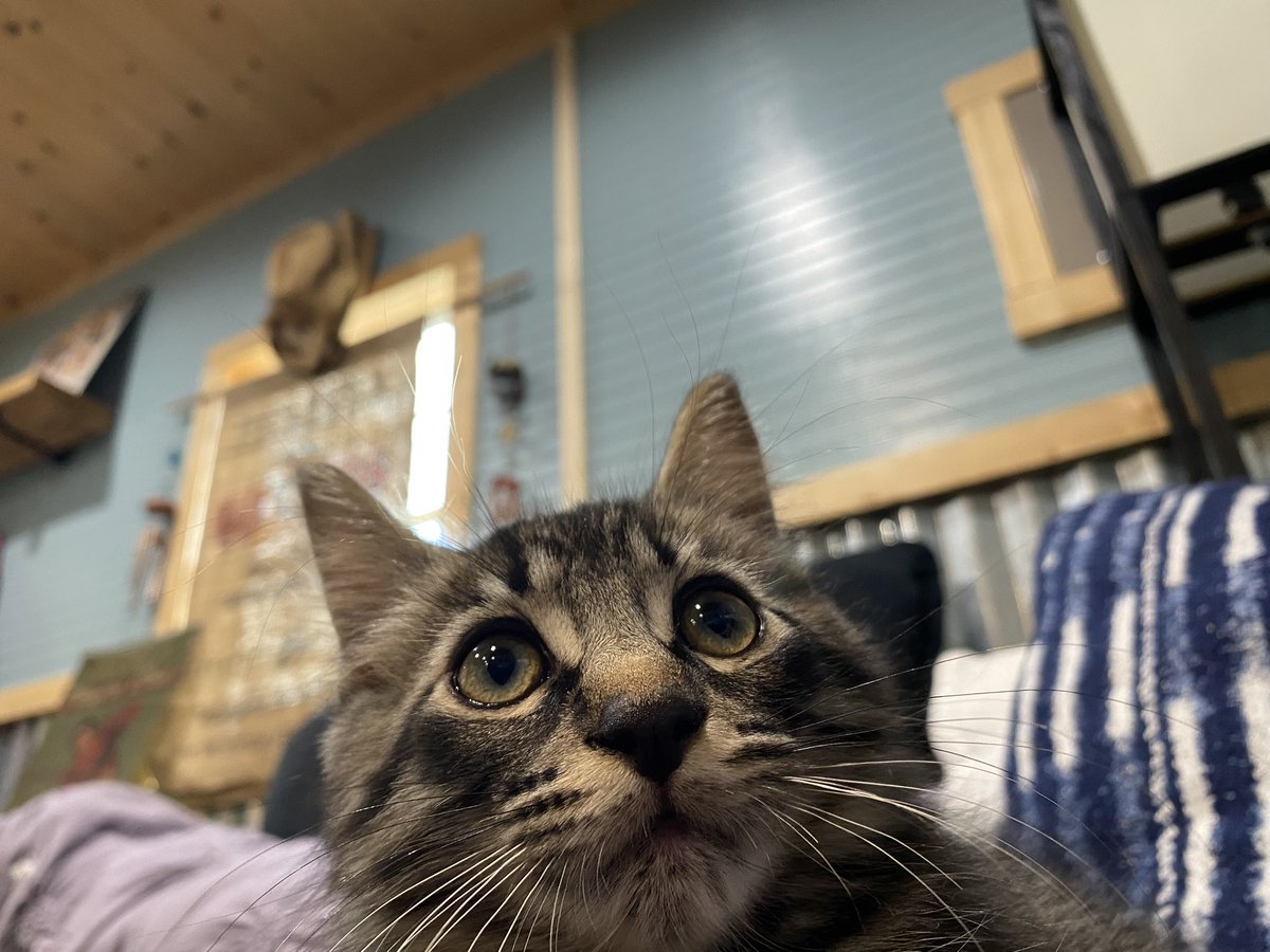 BrieandRingo's tweet photo. Technically, these 3.5 month old kittens are Ringo and Brie’s uncles! 
Darker kitty is Gus Gus, lighter is iggy! https://t.co/JPA6n3dhKy