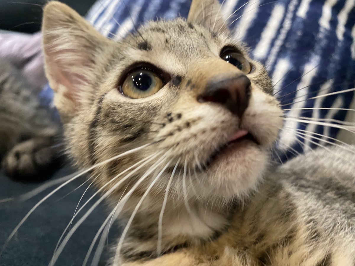 BrieandRingo's tweet photo. Technically, these 3.5 month old kittens are Ringo and Brie’s uncles! 
Darker kitty is Gus Gus, lighter is iggy! https://t.co/JPA6n3dhKy