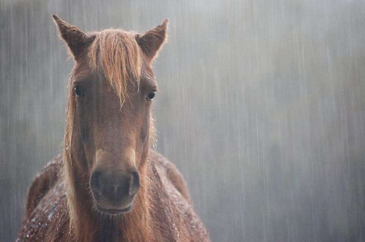 hsrdiamondsring's tweet photo. Guy that replies with horse pics: https://t.co/2cY5EP7KB9