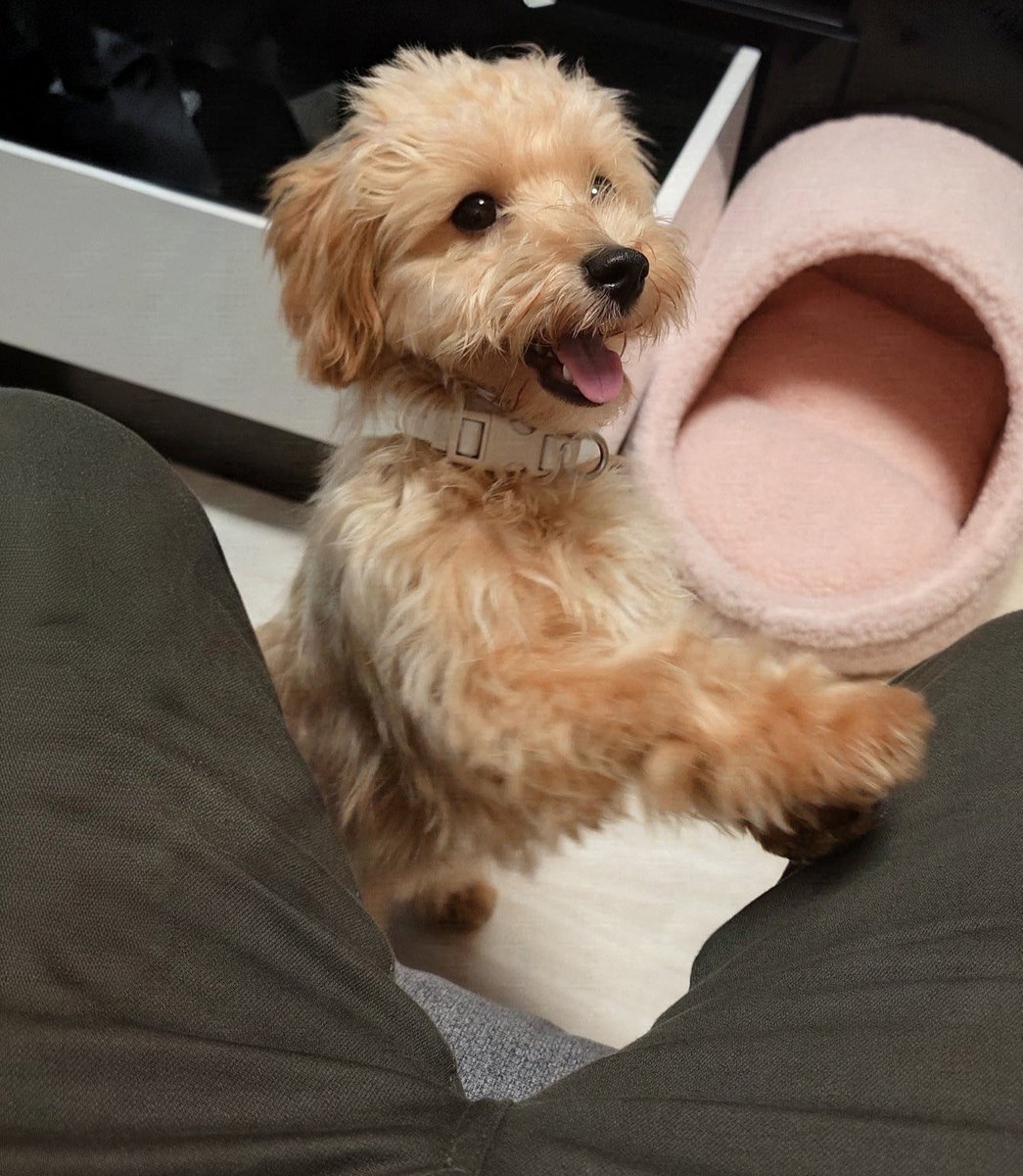 ponde46's tweet photo. もっと遊びたいっ！！
#マルプー
#犬のいる生活
＃犬のいる暮らし
#犬好き https://t.co/8fFbOge5Ty