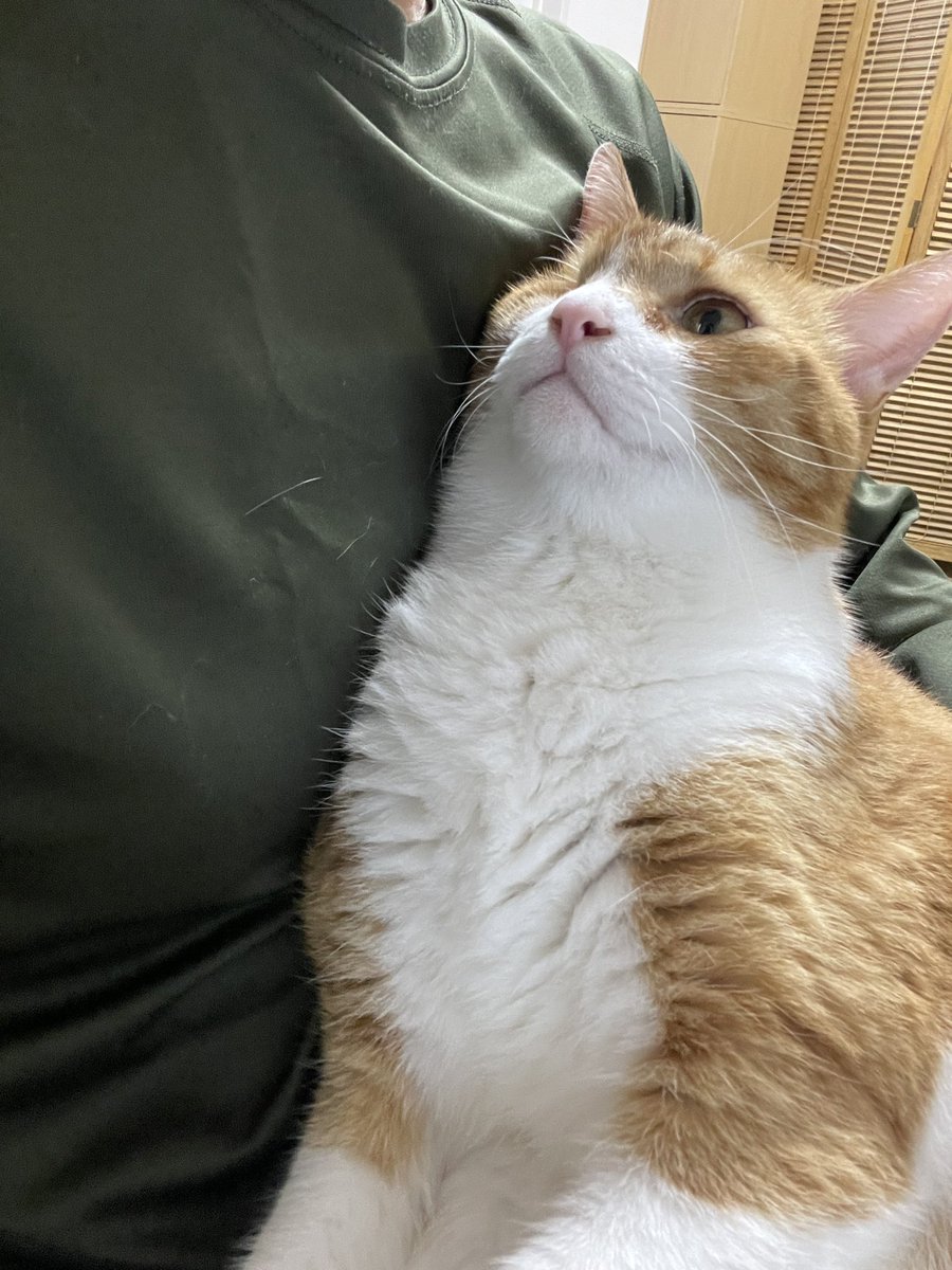 cybele_nakano's tweet photo. オンラインセミナー受けてたら、猫が膝に乗ってくる https://t.co/yROsZXuOLe