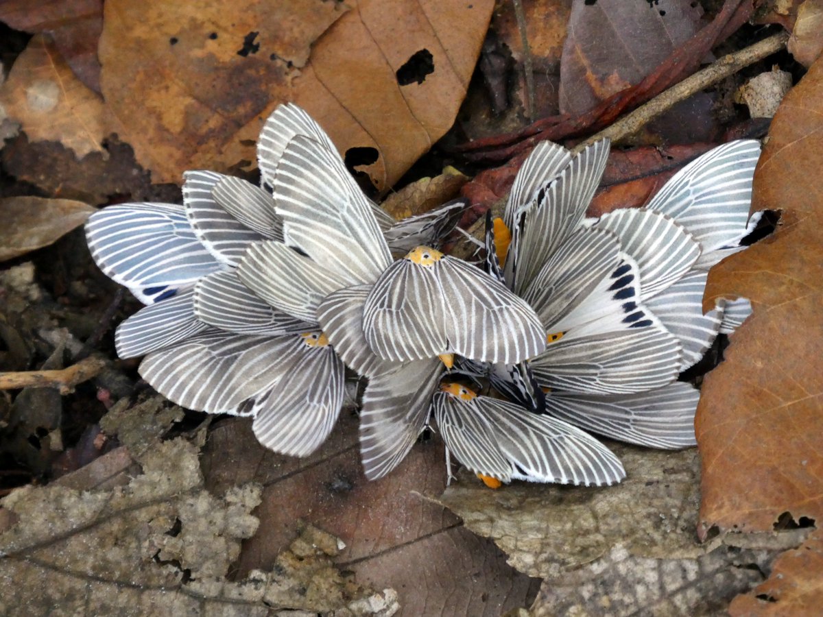 TomokiSANDO's tweet photo. ヒトリモドキの仲間
Neochera sp.

オレンジ色の胸部と灰色の翅に白いストライプが美しい4㎝ほどの蛾。林床に落ちたバンレイシ科の果実にたくさん群がっていた。 https://t.co/h7ojTrsjrt