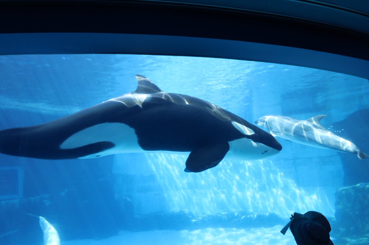 orca5558's tweet photo. シャチと光 https://t.co/NoiLVjCNFw