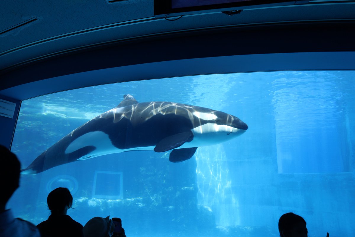 orca5558's tweet photo. シャチと光 https://t.co/NoiLVjCNFw