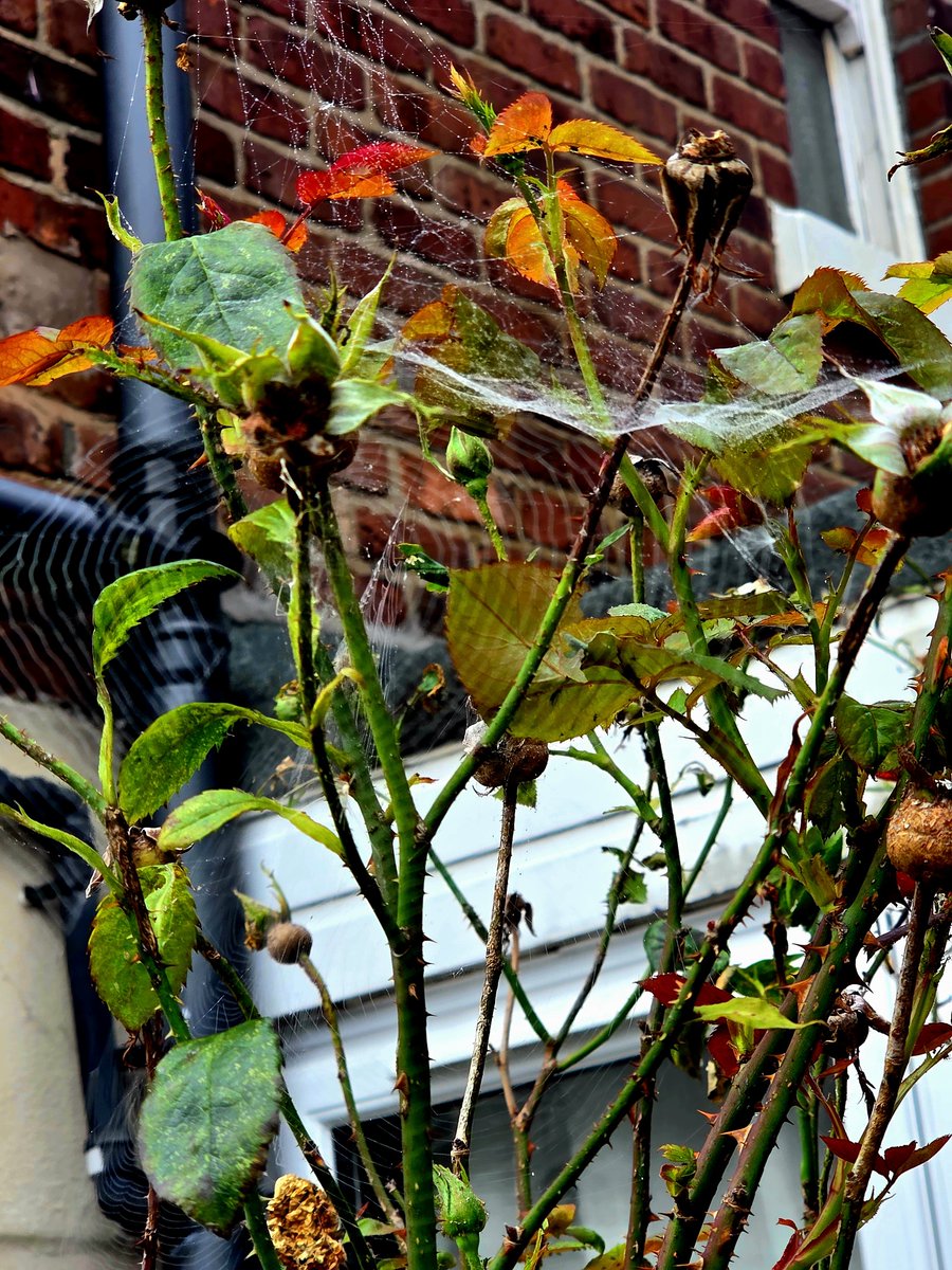 Chelleb66's tweet photo. The changing colours, and spiderwebs on the climbing rose in the garden #reds #golds #greens #spiderwebs #autumn #changingseasons #leaves #mygarden #nature #lovenature #naturelovers https://t.co/pr7Kgmz0W0