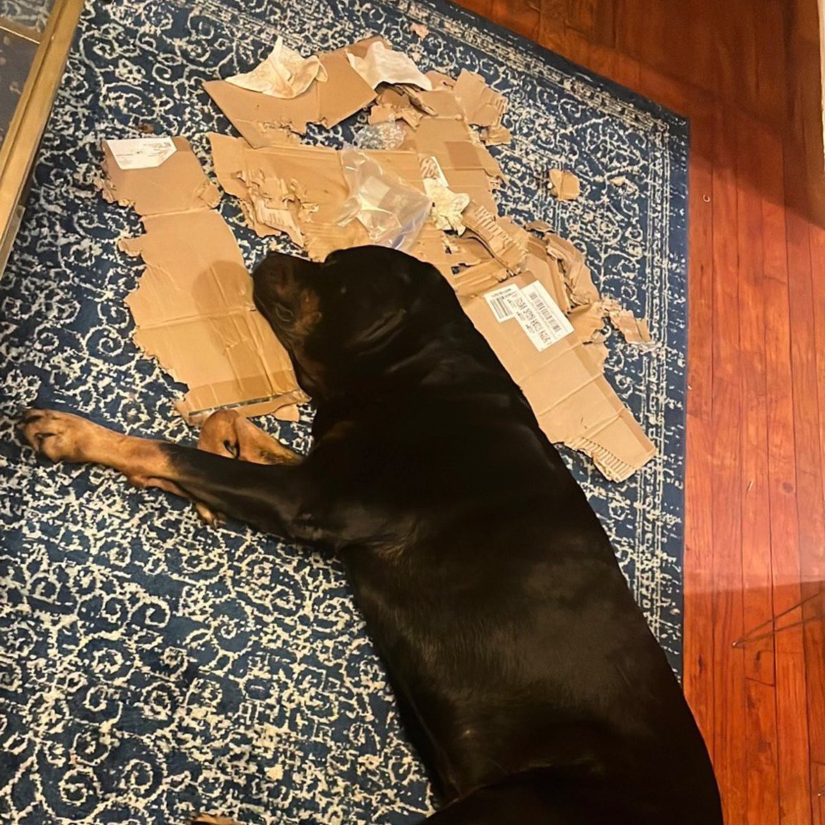 grqdymitch's tweet photo. After destroying the 📦 he lays on it https://t.co/ggAbn25rtJ