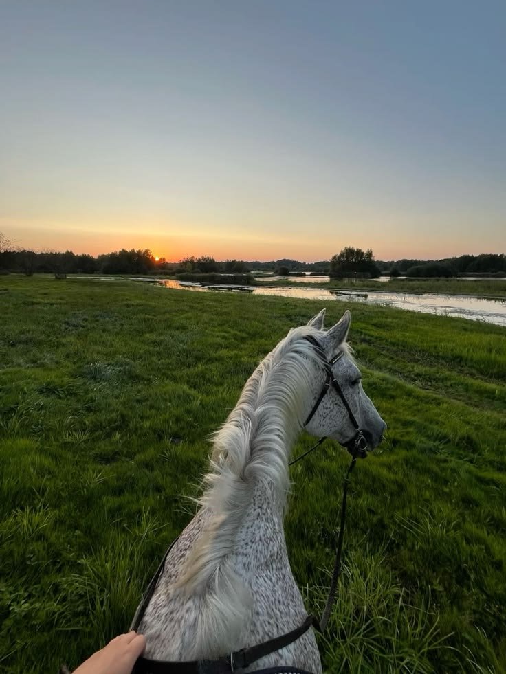 AmarEdin8's tweet photo. Uživanje u prirodi i zalasku sunca sa najvjernijim prijateljem. 🐴🌅

#Konji #Priroda #ZalazakSunca #Sloboda https://t.co/bssYgcrlPn