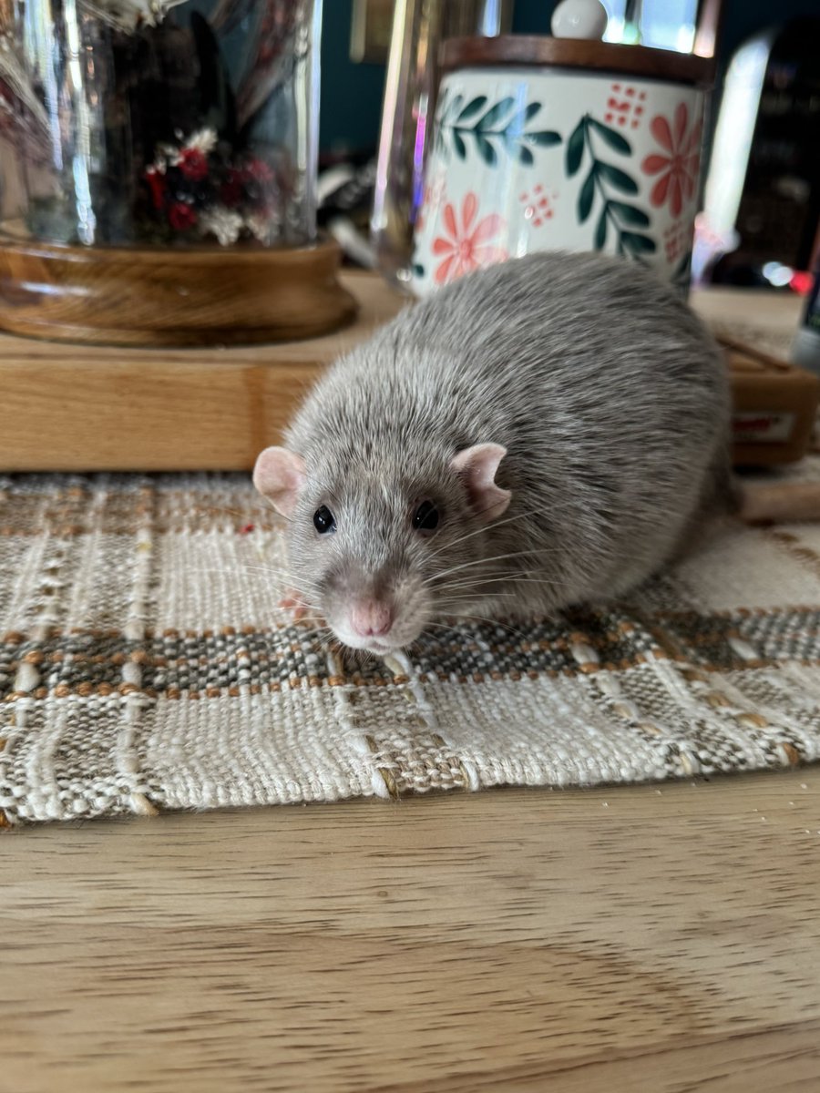 RatsPicnic's tweet photo. Wulfie and Dusty! Wulfie doesn’t ask to come out often, so what a nice surprise! https://t.co/NXAzfd3h3J