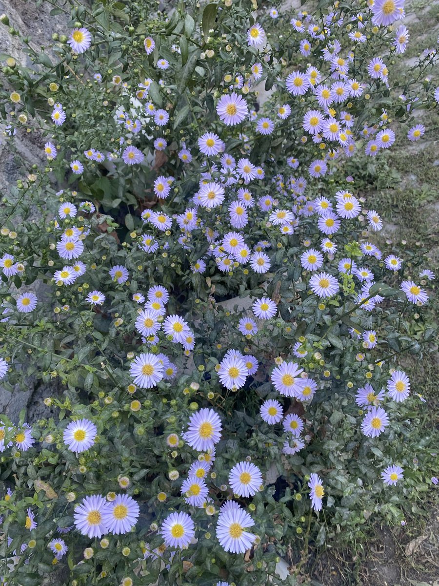 leyzaman's tweet photo. Flowers 🌸 https://t.co/NBC6fEYmzb