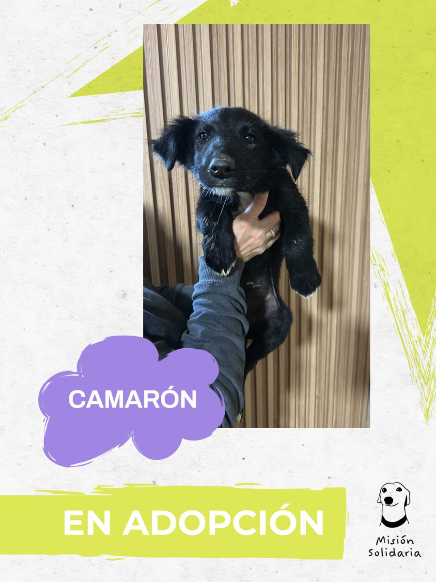 lagarzasosa_'s tweet photo. Camaron tiene 45 dias.
Está desparasitado y listo para volverse tu mejor amigo y compañero fiel 
Zonas CABA y GBA
Queres adoptarlo? Escribime!
misionsolidariatwitter@gmail.com
Asunto: sopa de camarones
Rt porfa https://t.co/qjoloLlJZq
