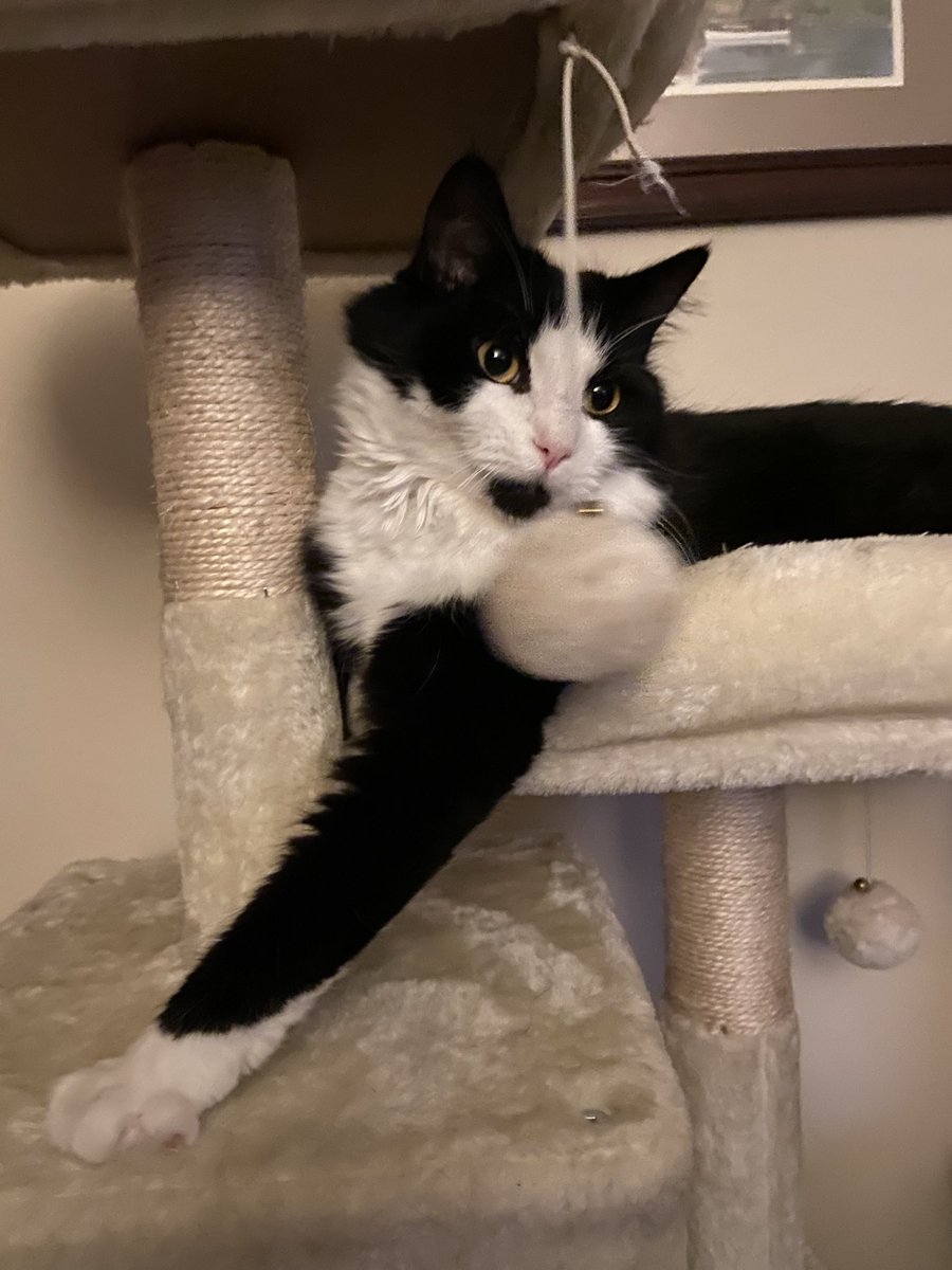 MemeCat99014509's tweet photo. #ThrowbackThursday, 10/28/2022
๐พThis is me when I was a young diva
at 2 yrs. old meowdeling for the
๐ธ.๐พโบ๏ธ
๐พ๐ค๐ค~Sally๐ฝ
#CatsOfX #CatsOfTwitter #Hedgewatch #AnimalLover #PetsOfX #Cats #TuxedoCats #CatPosts https://t.co/J45q7URUzx