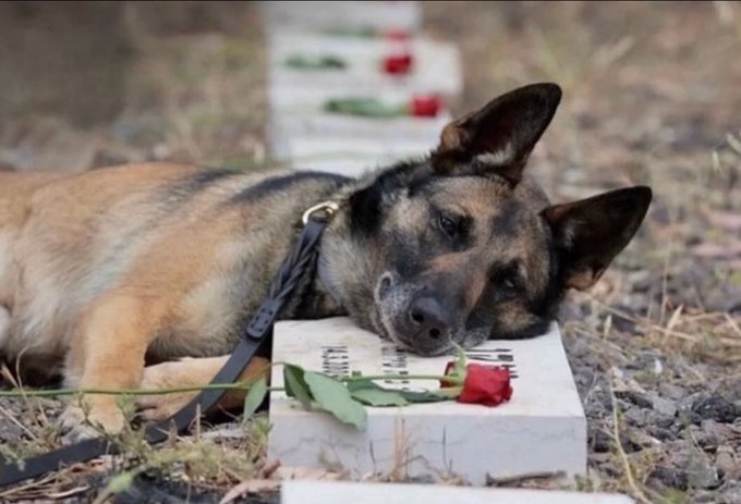 isaacrrr7's tweet photo. Nada menos que 59 perros fueron asesinados por Hamás el 7 de octubre.

Fueron abatidos a quemarropa o quemados vivos. La mayoría de estos seres indefensos perdieron la vida junto a sus amados dueños en sus propios hogares.

Nunca debemos olvidar el mal contra el que lucha Israel. https://t.co/TEl0u3aKMU