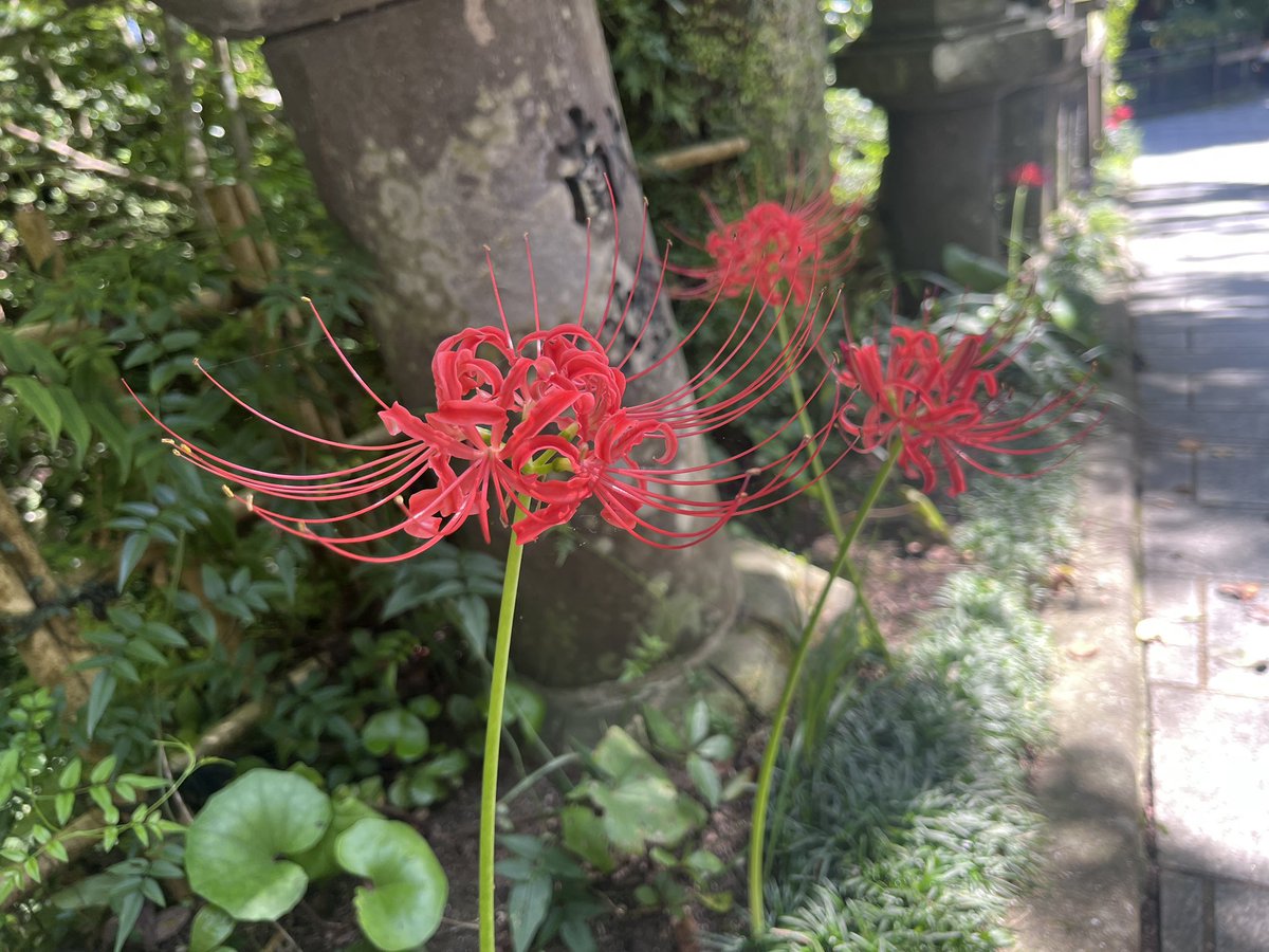 wanwantamiko's tweet photo. そういう季節 https://t.co/P8cIavBbmY