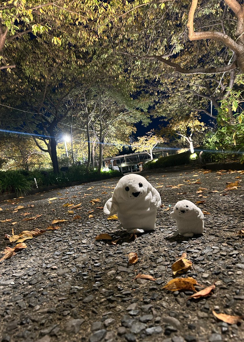waccha_309's tweet photo. 涼しい夜風と秋の光景とあざらし達🦭🦭 https://t.co/NLiAZslo2v