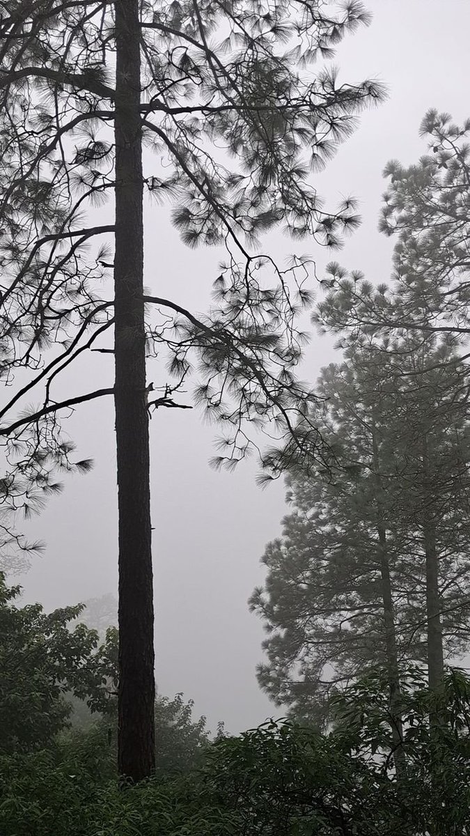 NaturalWorld515's tweet photo. foggy weather.🩶 https://t.co/8Vb76TgsiK