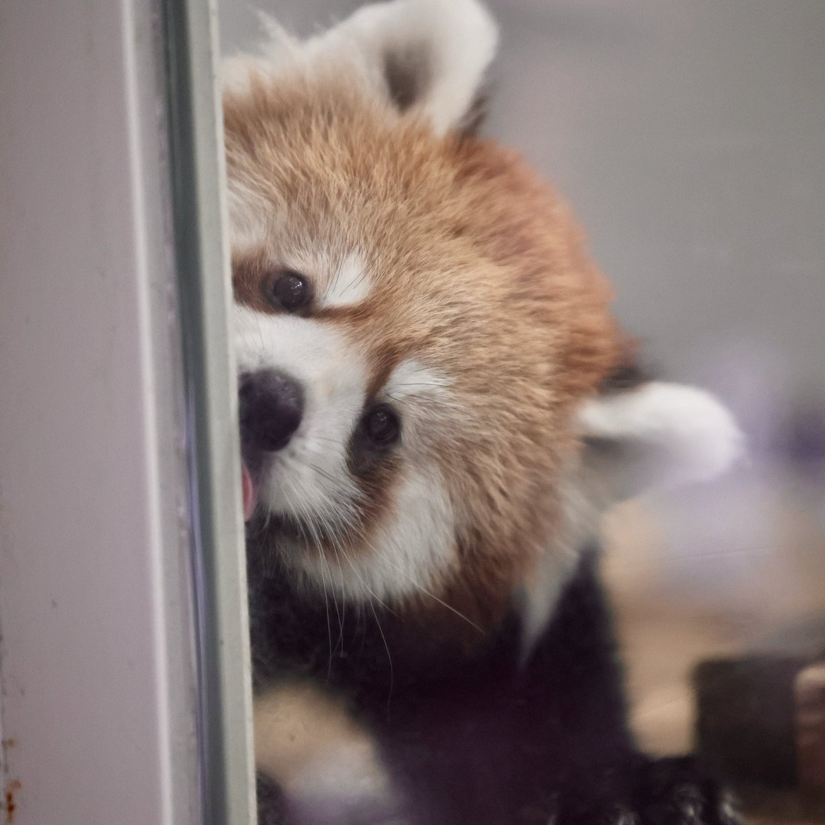 irasutorabo's tweet photo. もこちゃん｜熊本市動植物園

#レッサーパンダ　#熊本市動植物園　
#もこ https://t.co/6hVYcUYavn