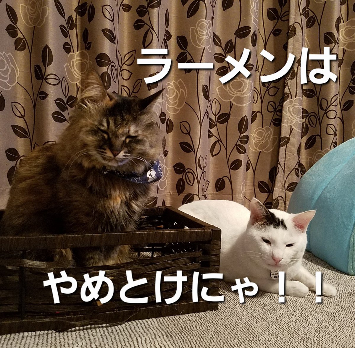 Tosy1226's tweet photo. @cute_nekosmama https://t.co/KsM43XeaAS