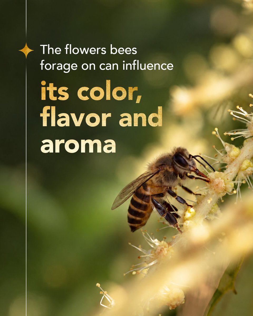 HimalayanT68148's tweet photo. Before honey has a flavour, it has a flower.

The floral source is what gives honey much of its distinctive character, shaping its colour, aroma and flavour from the very beginning.

#HimalayanTreasures #MâraniHoney #ChestnutHoney #RarestHoneyOnEarth https://t.co/eoyAABbtNo